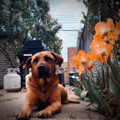 Triumph from Sadness