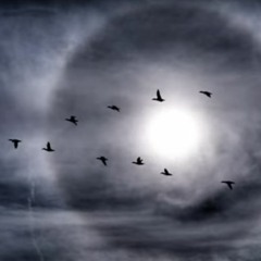 crows