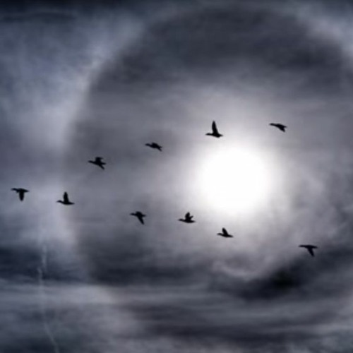 crows