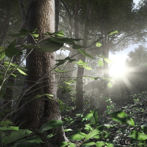 Jungle Calls