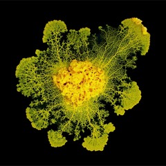 Le blob, super-héros de la nature