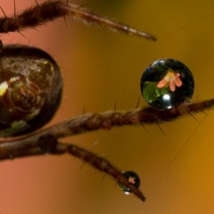 Drops of Gravity (First Summation)