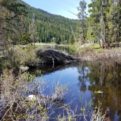 Dawn next to a beaver pond -- Yellowstone National Park, Wyoming, U.S.A.