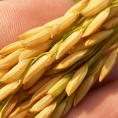 Emisiunea Rural din 30 iunie