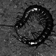 Surrender your legs to the Centipede