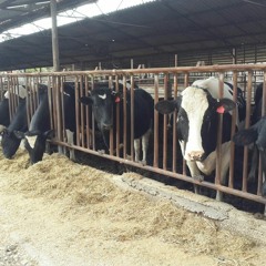 #15 ייבוש הדרגתי ורעב