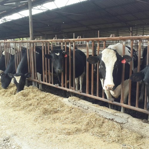 #15 ייבוש הדרגתי ורעב