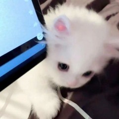 qq
