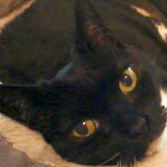 I miss You  𑣲 (Electric Guitar and Effects Pedals, Recorded 2022).