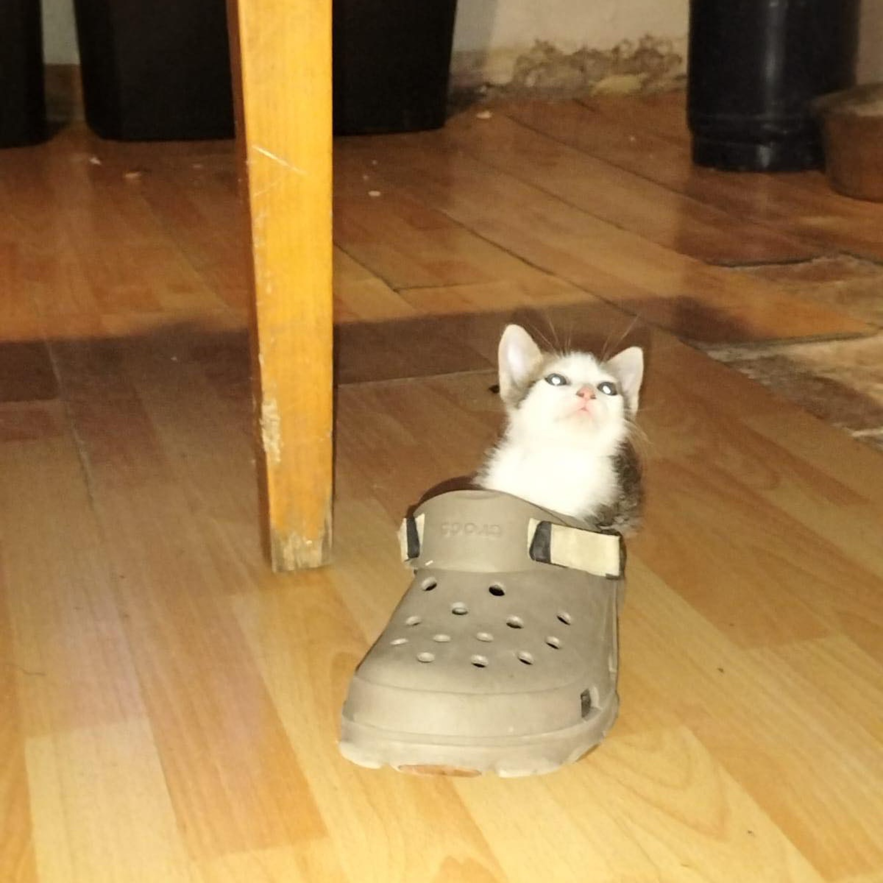 In The Mind Of A Cat Riding A Slipper - 100% Dubadelik Dj Alpha compilation