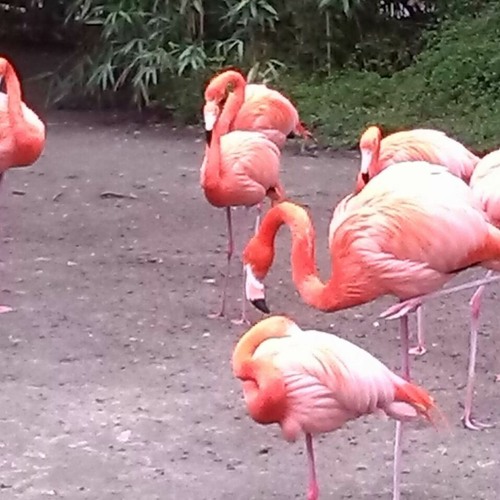 Stream Steam Powered Giraffe Malfunction (cover vocal only) by