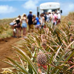 Review Special Price Maui Pineapple Farm Tour In Haliimaile