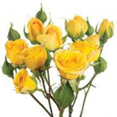 01 REC-2025-06-07