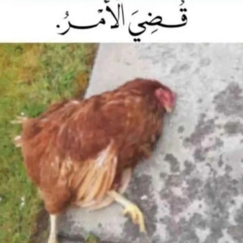 عربي