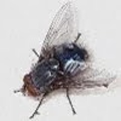 blowfly girl