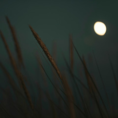 Full Grain Moon Meditation