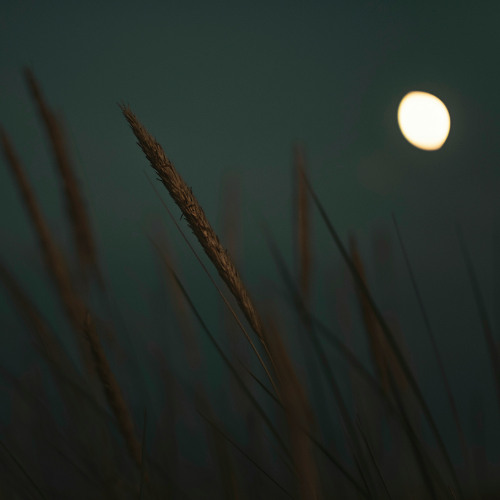 Full Grain Moon Meditation