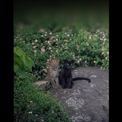 Dior Homme Hedi Slimane Jacket