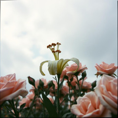 Lily of The Valley