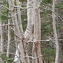 Writers Block Freestyle