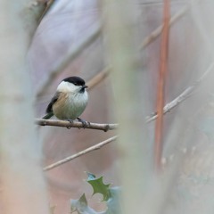 Willow Tit Song Distant Mono NR - MixPre - 3287.WAV 3