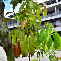 A-Gai's Camphor tree memory