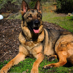 X му мαιи ѕнιт X