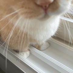 ≽^•⩊•^≼ ࿐࿔