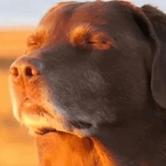 the bloom no bass 7.2.25 (Lost files)