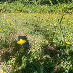 Language x Shelter (Porter Robinson Mashup)