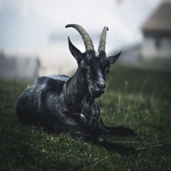 Bc Rese - Black Goat