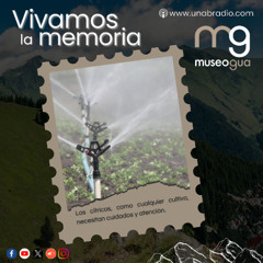 Vivamos de la memoria Cápsula 436:  El cultivo del limón y sus cuidados.