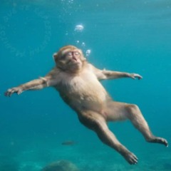 alexaescamilla - amigo piedra 2025-09-05 19_19 cover de el mato a un policía motorizado;)