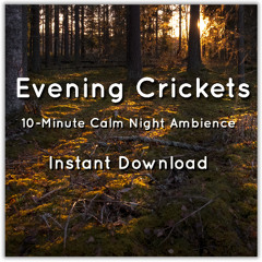 Evening Crickets – 10-Minute Calm Night Ambience (preview)