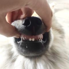 Baggys - Papke & Admiral Klatsch • yoyoyo remix