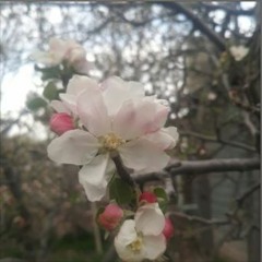 The Concept Factory 009: Suppose That Gorgias Were An Expert