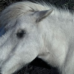 Columba's Monastery, Iona [09.06.24]