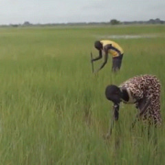 JARIDA LA HABARI ZA UN 13 NOVEMBA 2024 NA BOSCO COSMAS