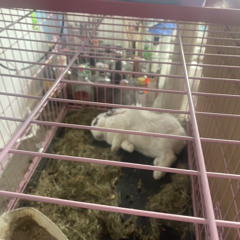 see you again (voice memo)