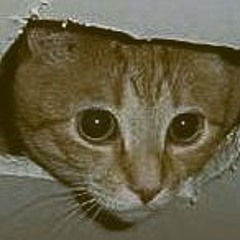 Ceiling Cat Sees All