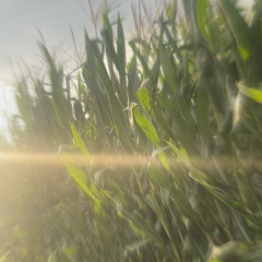 warmwind (super slowed)