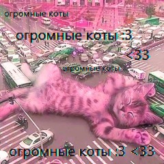 огромные коты :3
