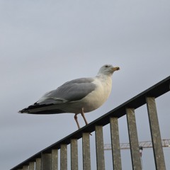 Running From The Postman