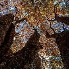 New & hot: Ambient