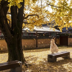 [Free] chill lofi type beat "fall"