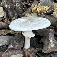 Jigsaw Falling Into Place (Re-Work)