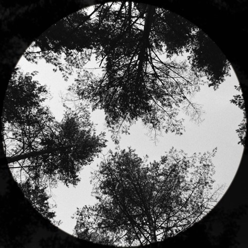 Dense Forest