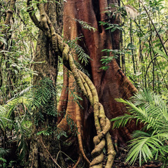 Jungle Tree