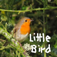 Little Bird