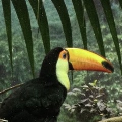 Davey Jones